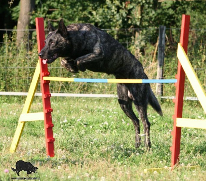 hlandský ovčák, dutch shepherd, Bony