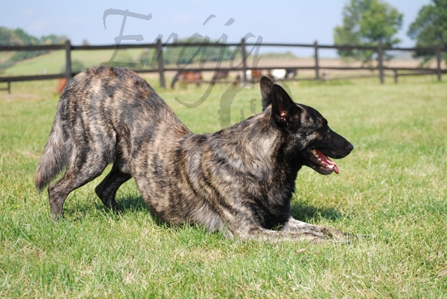 poklona, holandský ovčák, hollandse herder, Bony, dutch shepherd