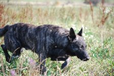 dutch shepherd, hollandse herder, holandsý ovčák, Bony, Bonremo